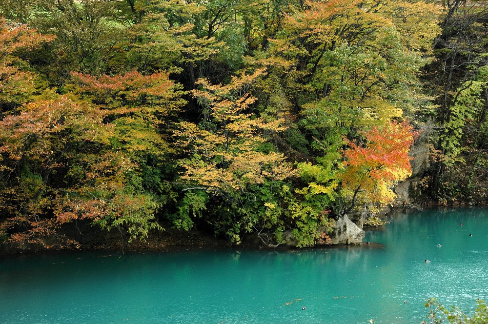 ダム湖の紅葉