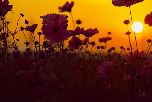 夕日
