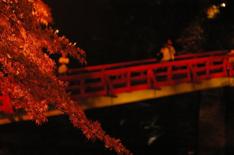 漆黒の紅葉