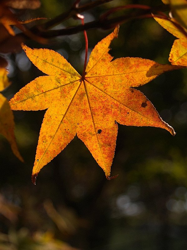 アップで紅葉