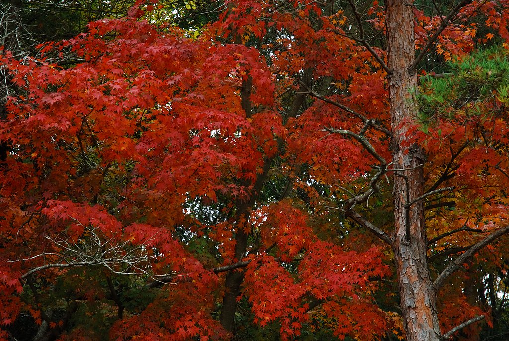 紅葉2