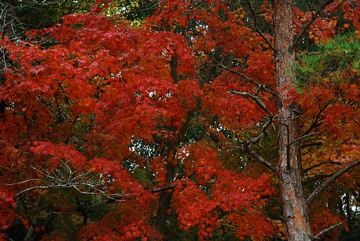 紅葉2