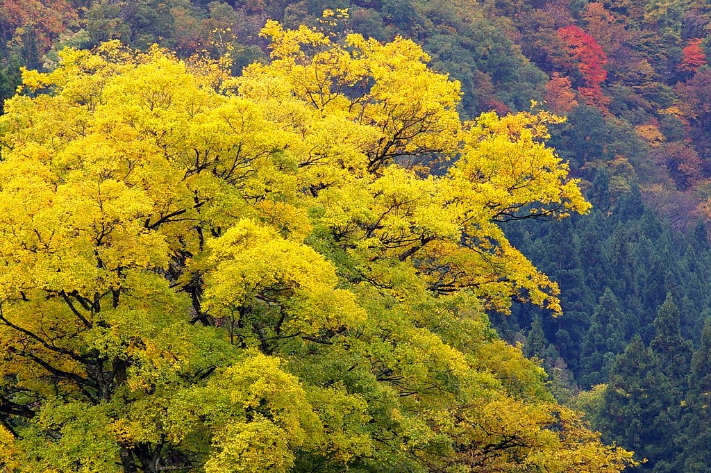 山、色づく。