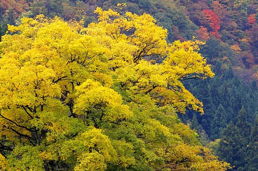 山、色づく。
