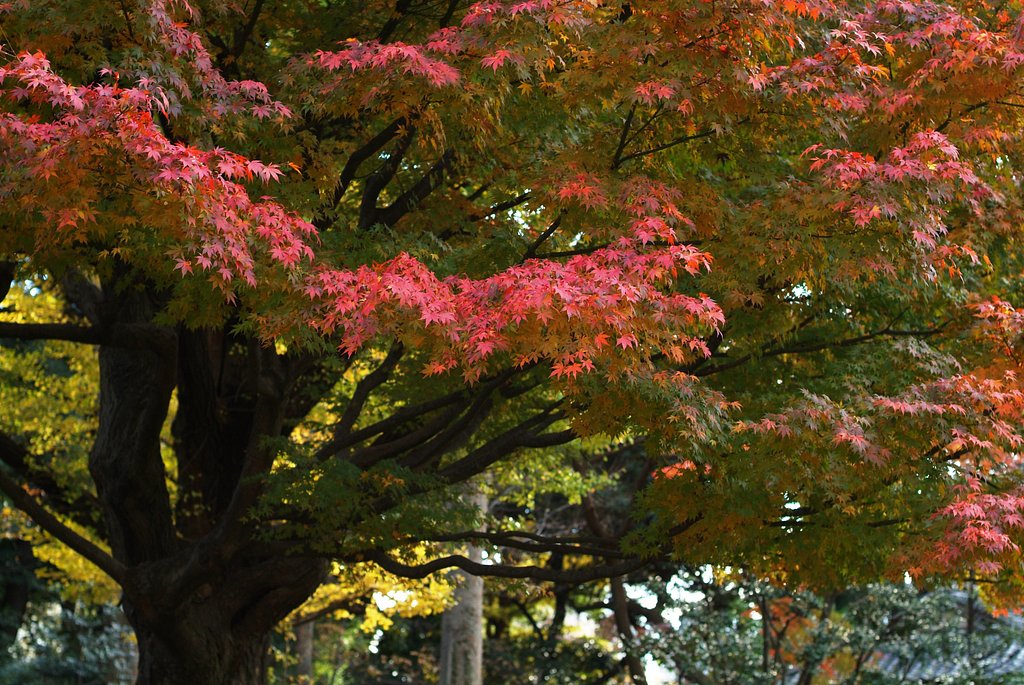 紅葉＠六義園
