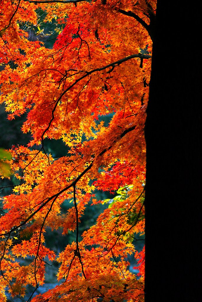 長瀞岩畳と紅葉‘２’