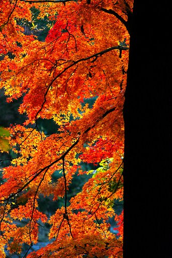 長瀞岩畳と紅葉‘２’