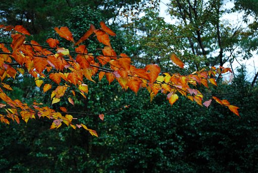 紅葉1