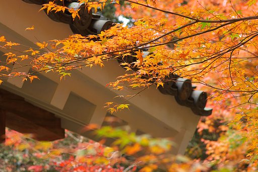 瓦屋根とモミジ