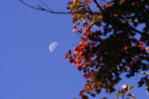 白月と紅葉