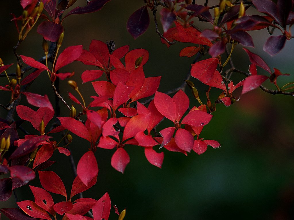 紅一点