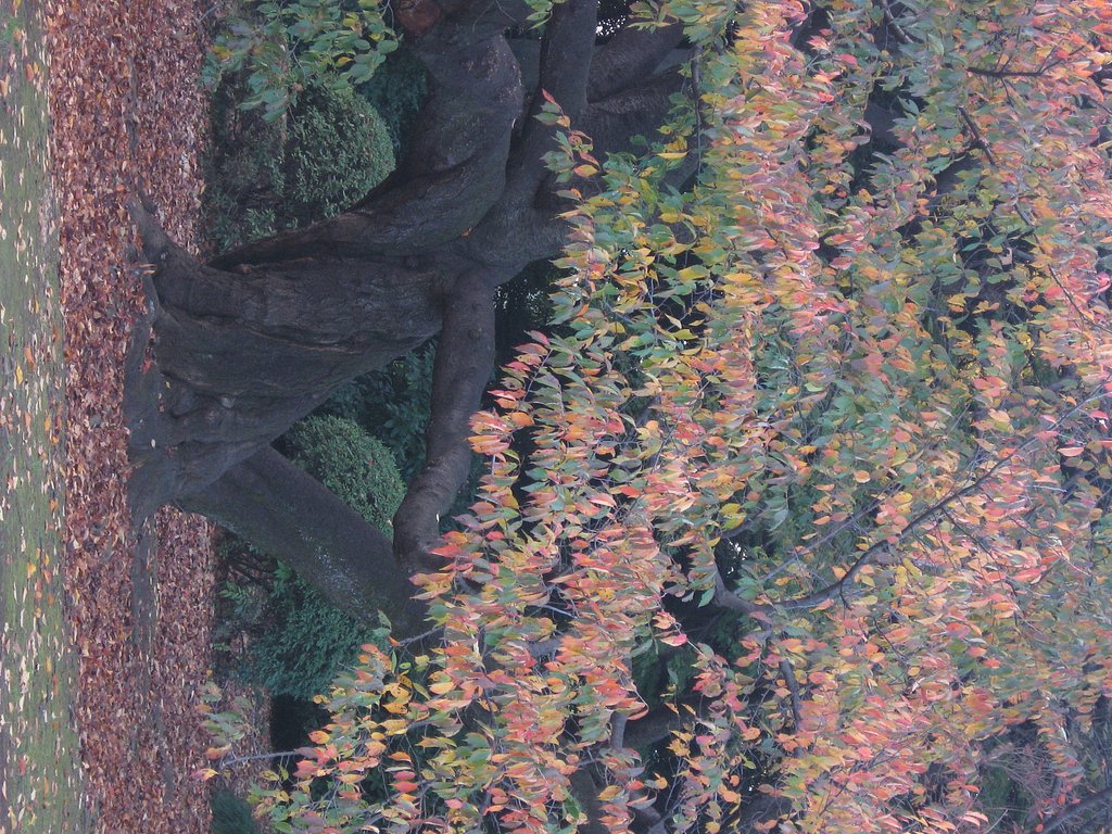古木