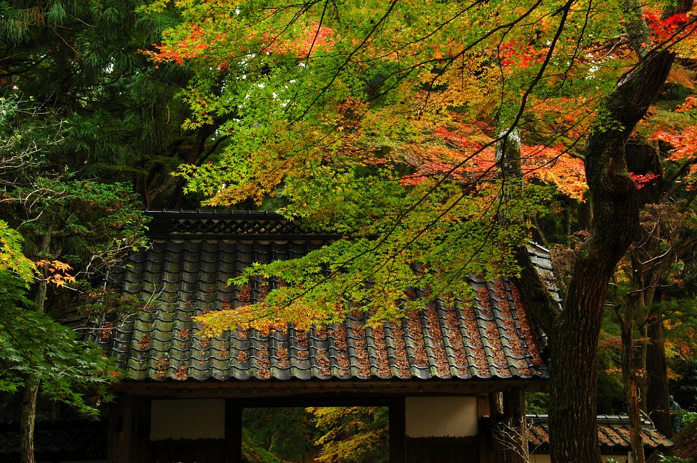 寺の秋