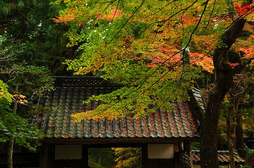 寺の秋