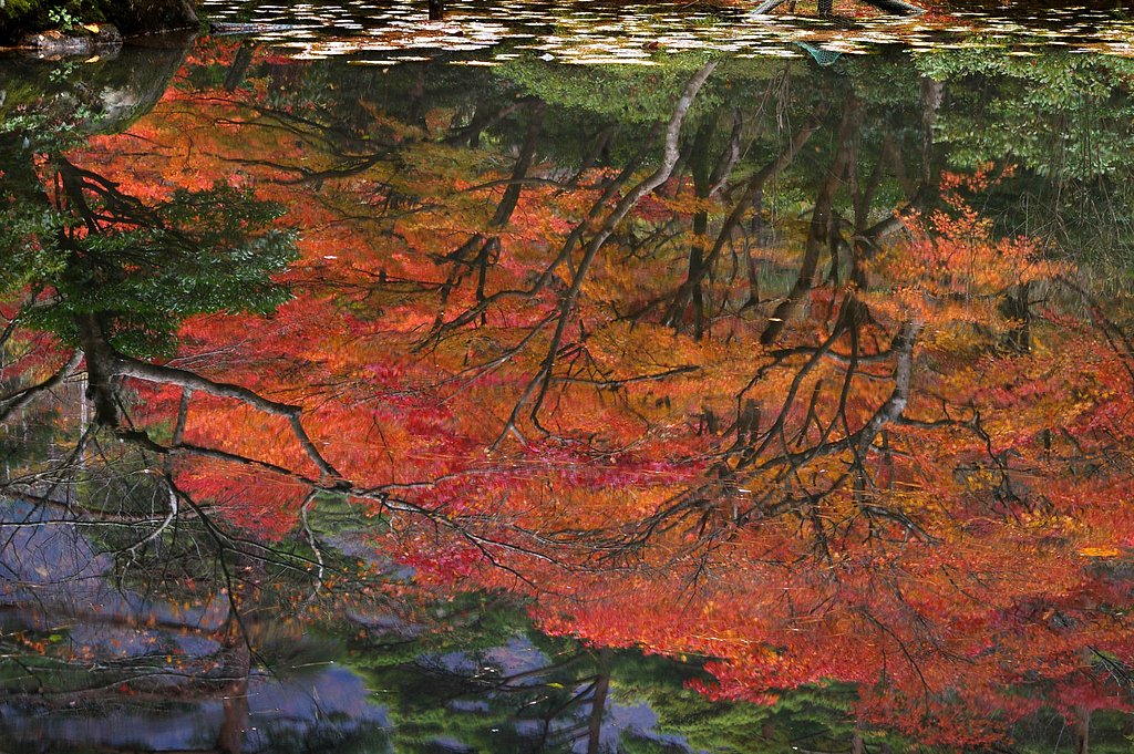 盛秋を映す