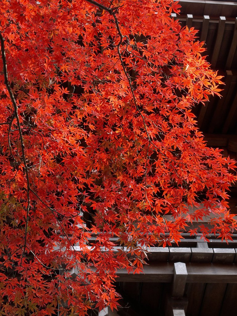 その後の青葉まじりの紅葉