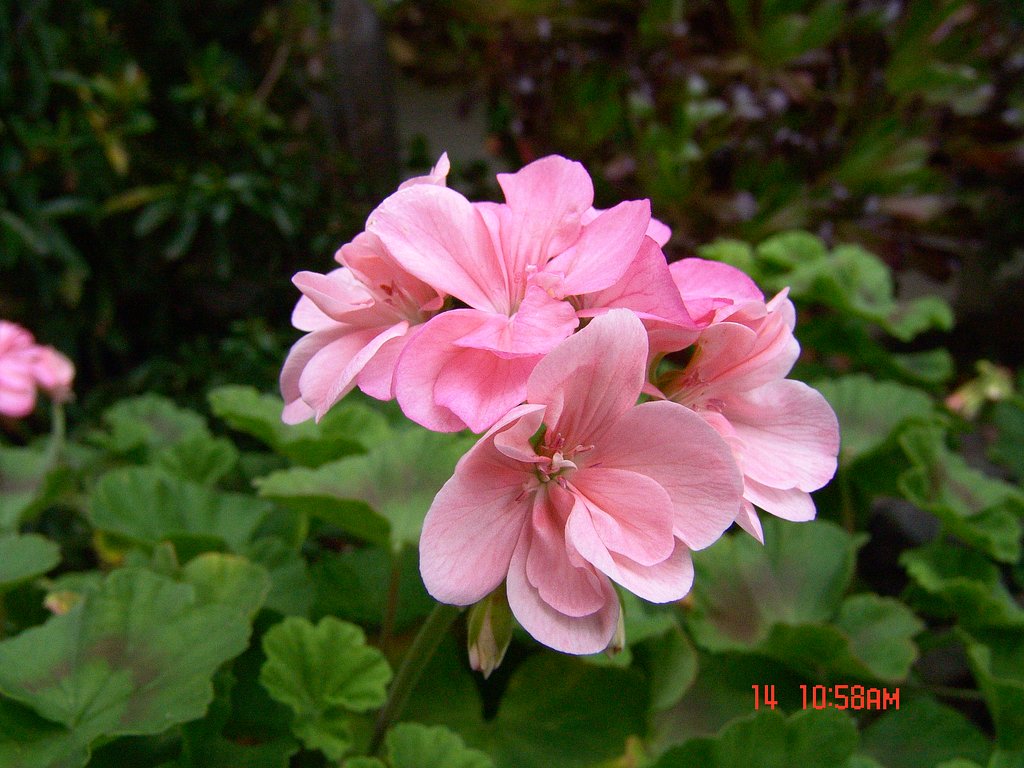 やっぱり　お花だね