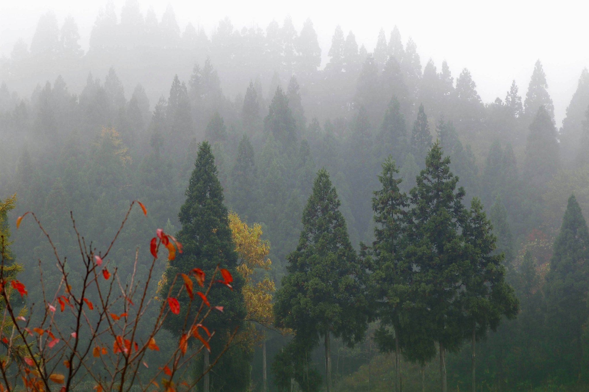 雨に煙る