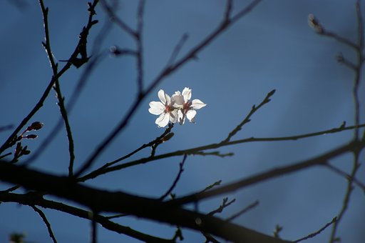 桜にスポット