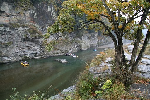 【木】岩床に根付いて