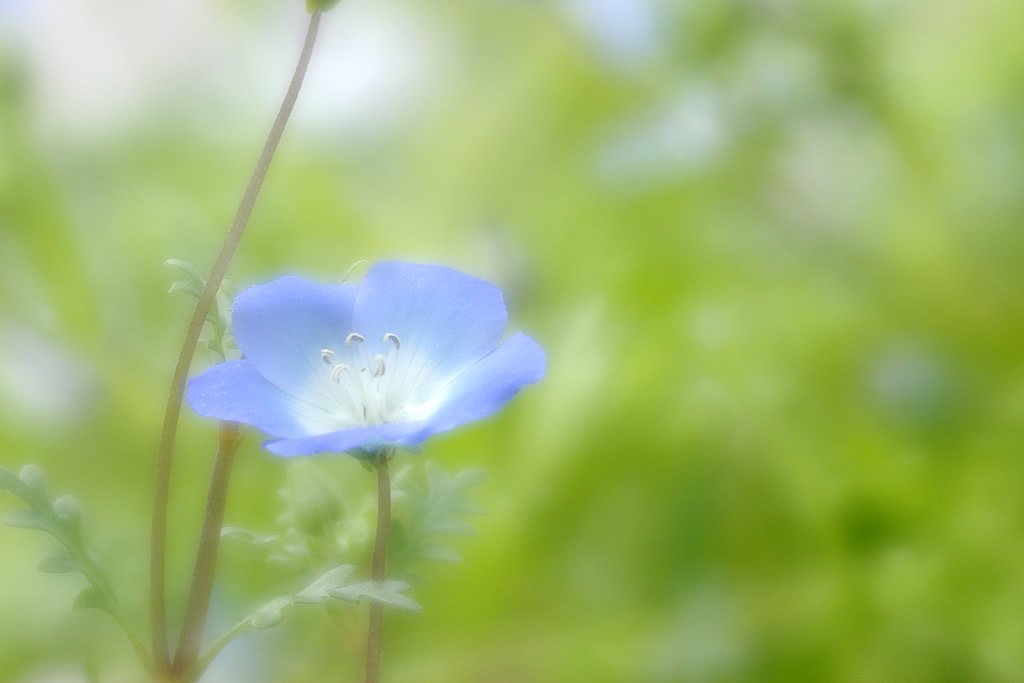 ソフトな花