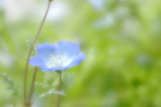 ソフトな花