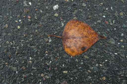 浸み込んで行く枯葉
