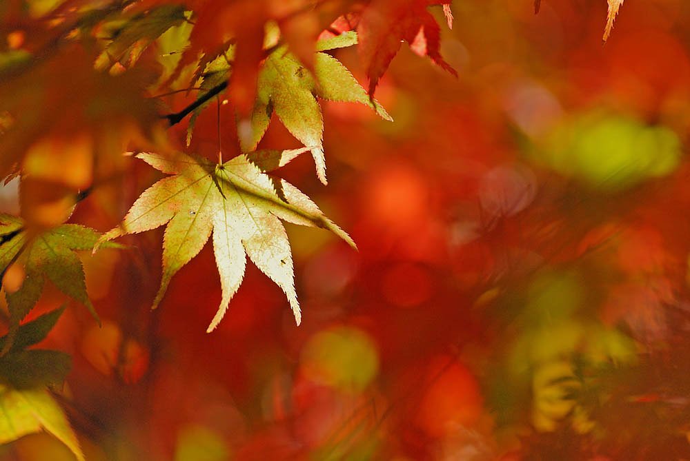 小国神社紅葉