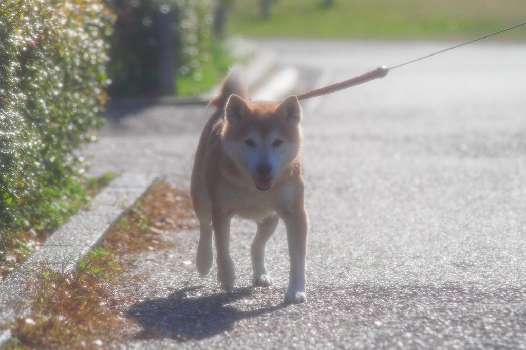 とっても後ピンになりたがる被写体
