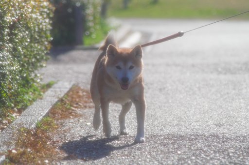 とっても後ピンになりたがる被写体