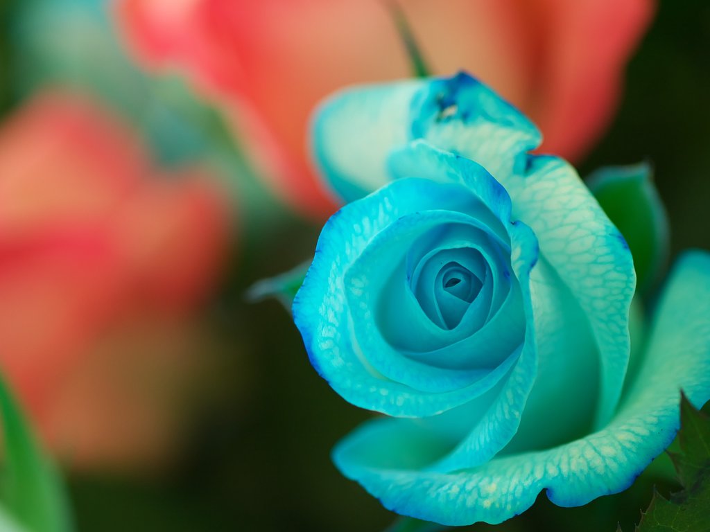blue rose