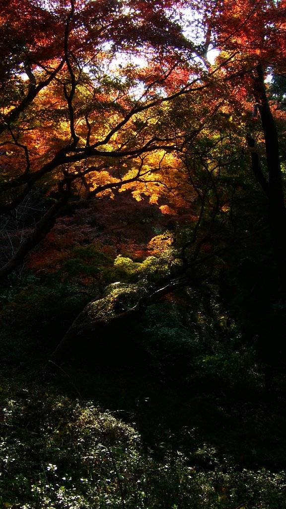 F810で紅葉