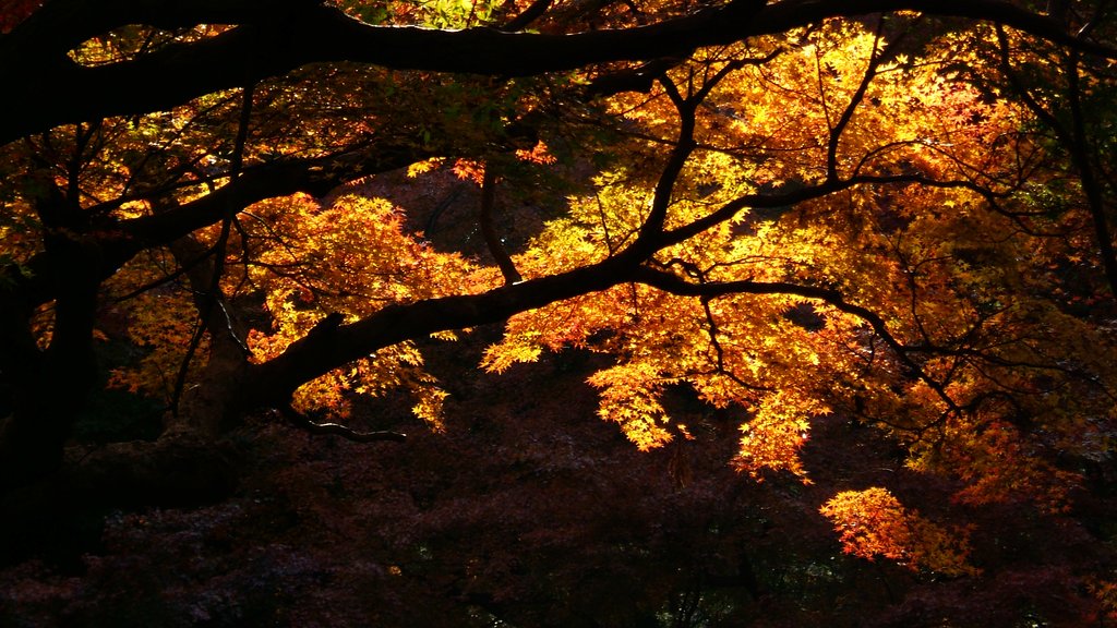 F810で紅葉２