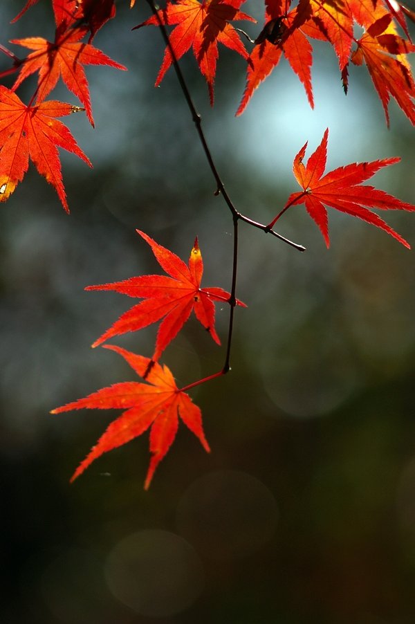 手のひらを太陽に