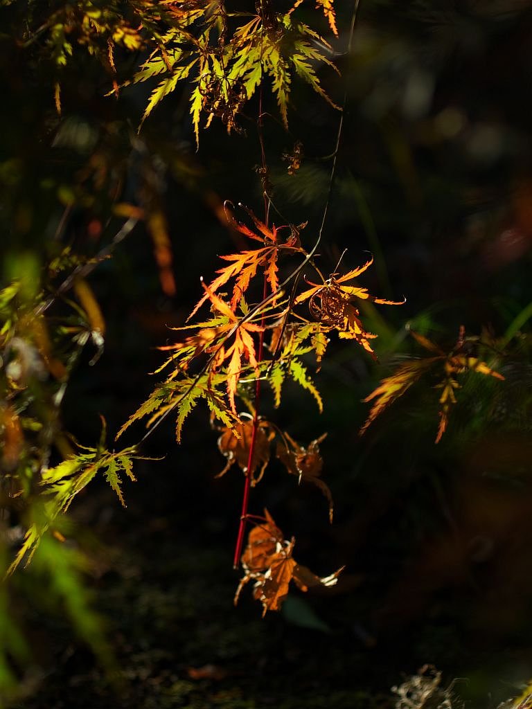 またまた紅葉を・・