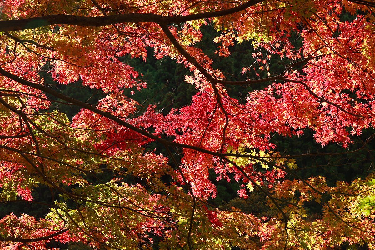 紅葉