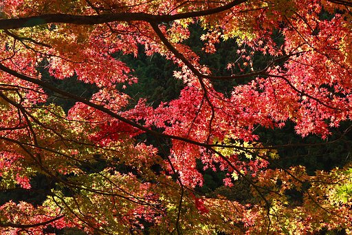 紅葉