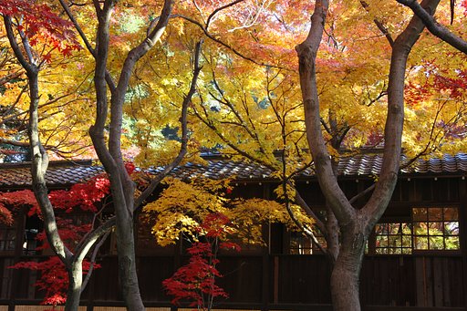 紅葉