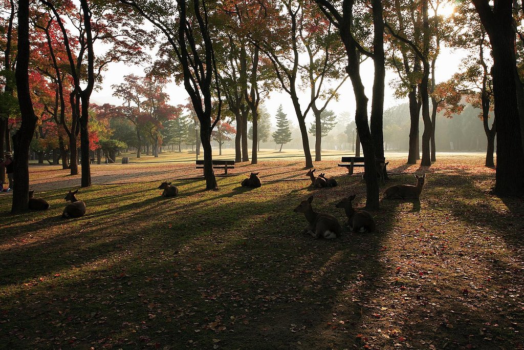 奈良公園