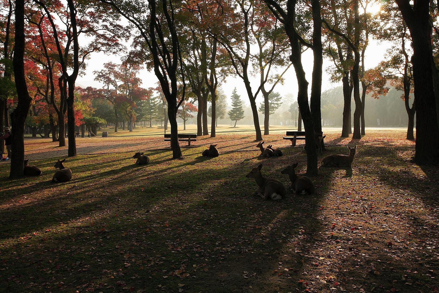 奈良公園