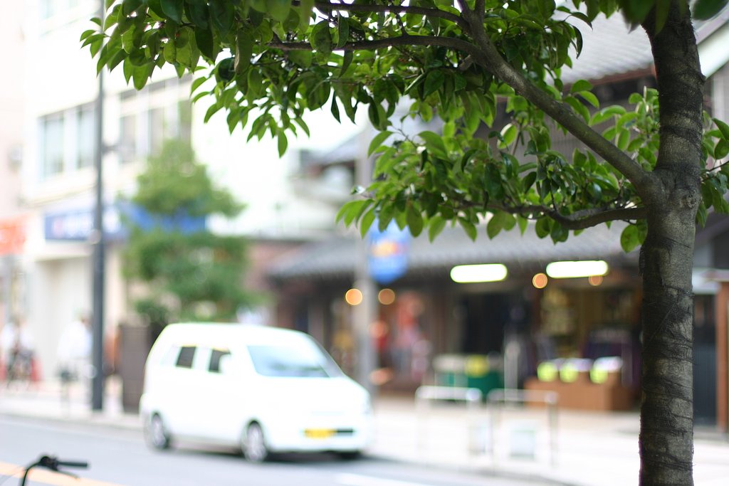『木』包帯をした街路樹