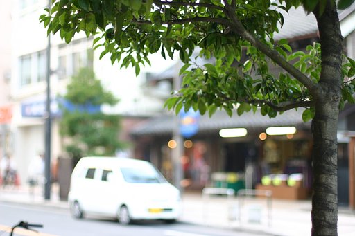 『木』包帯をした街路樹