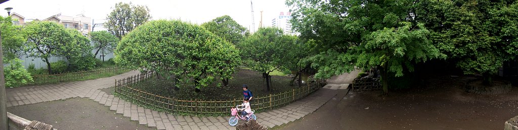 【木】新緑の頃