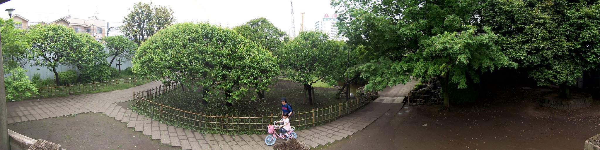 【木】新緑の頃
