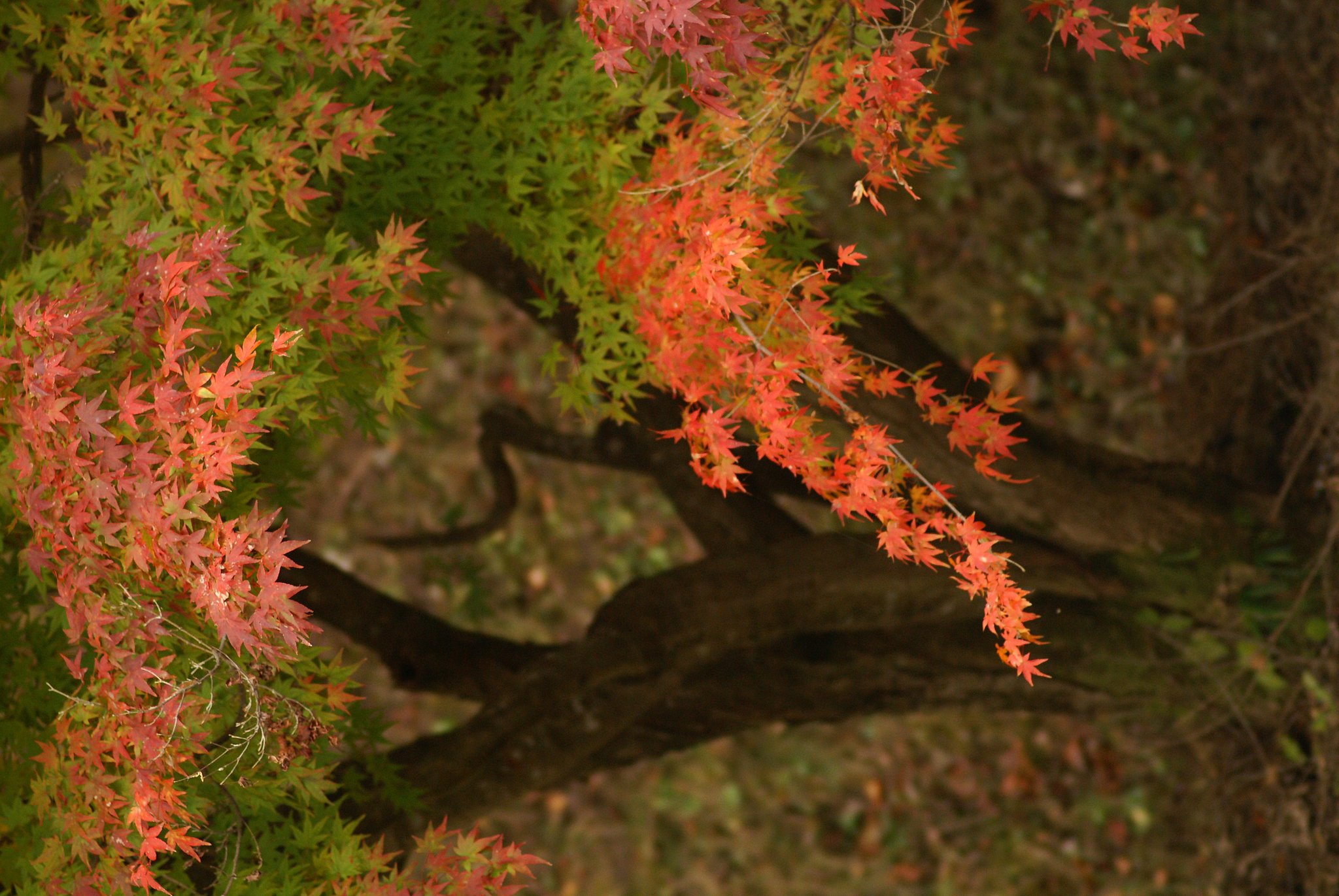 紅葉