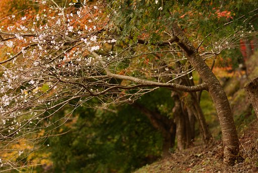 【木】桜並木
