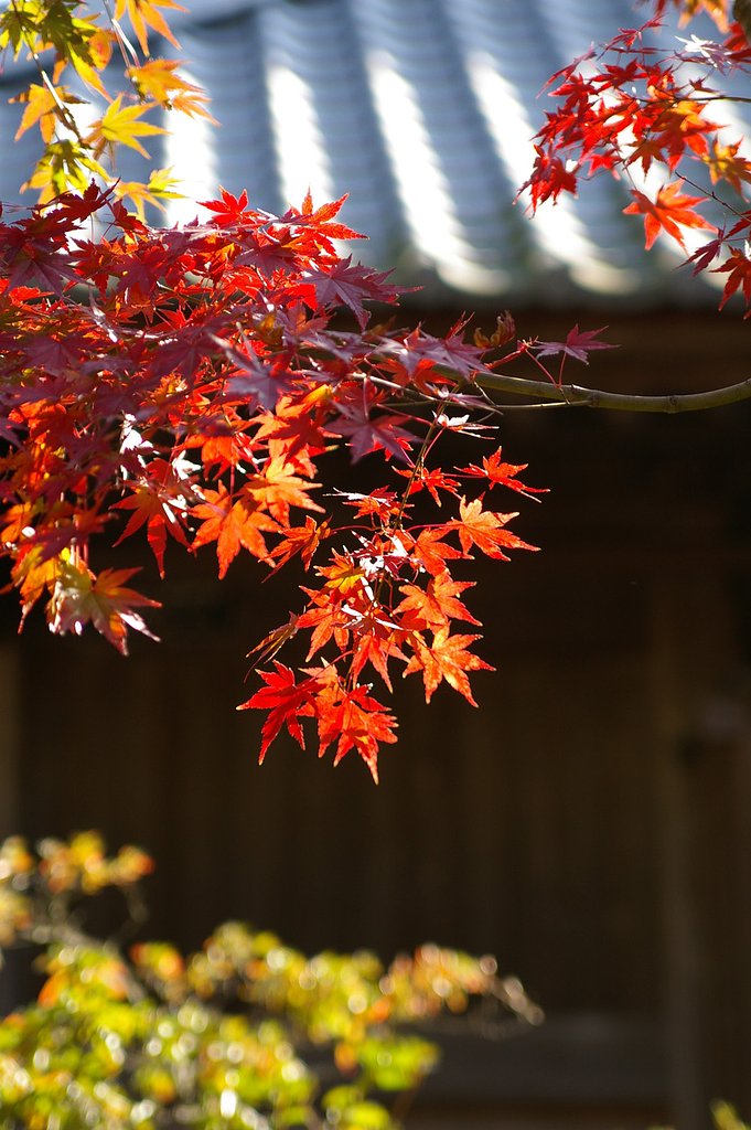 鎌倉紅葉