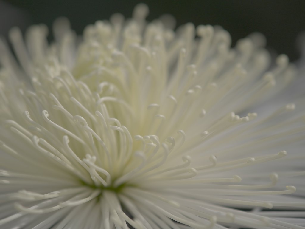 花火