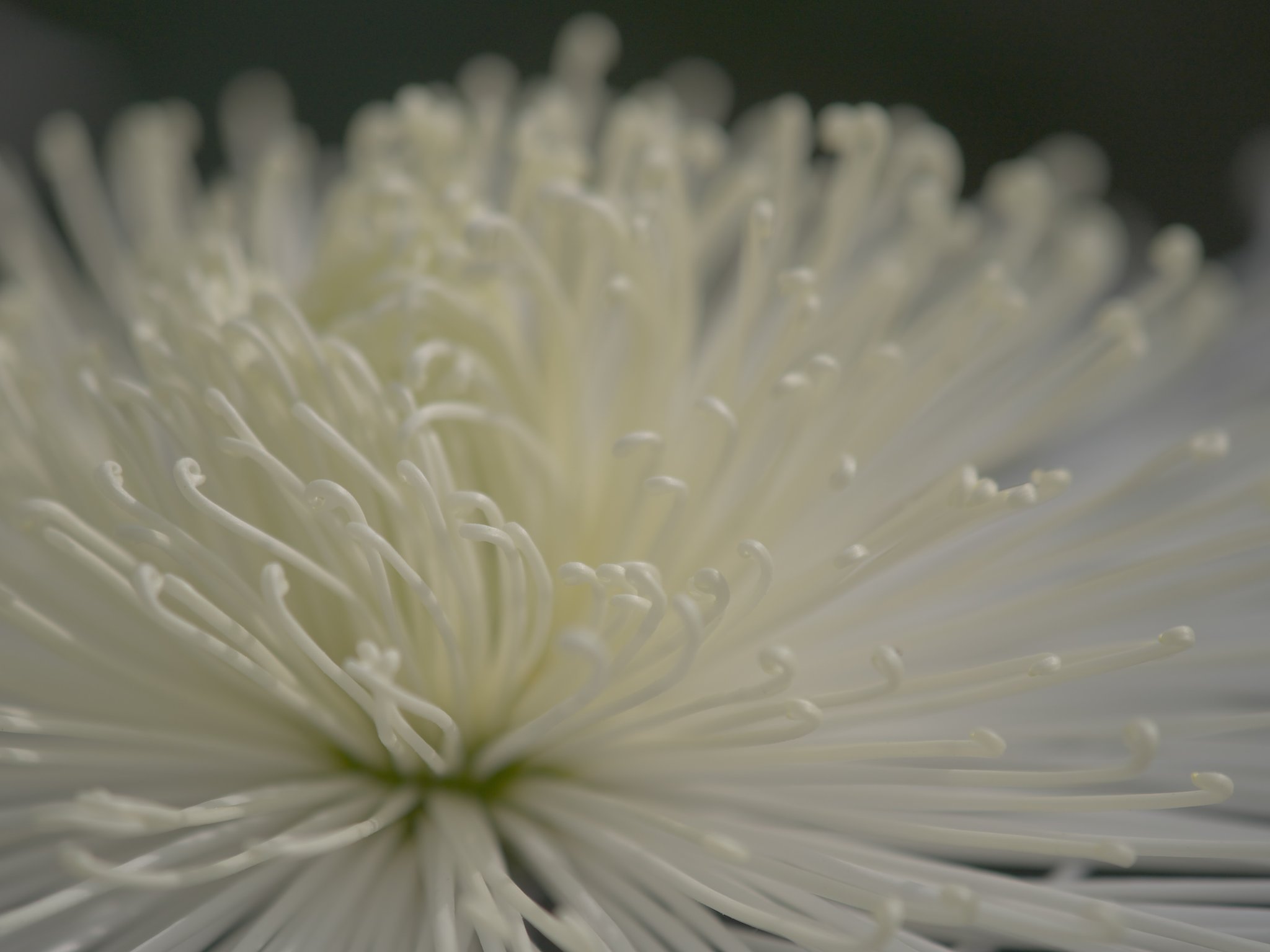 花火