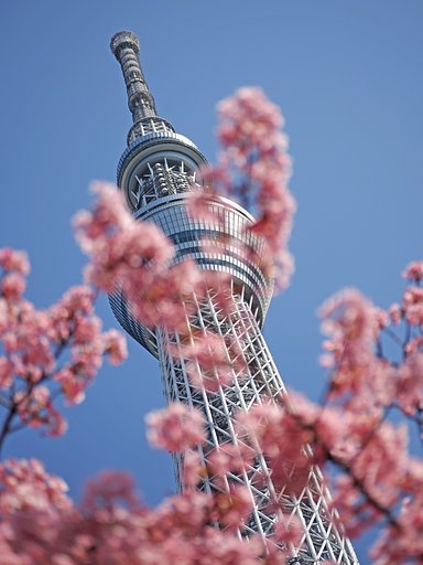 春の軸２